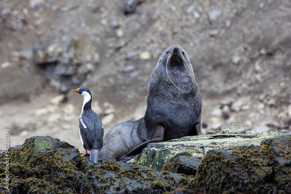 Obraz seal on the beach with bird