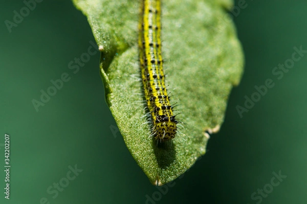 Obraz Oruga de la Col