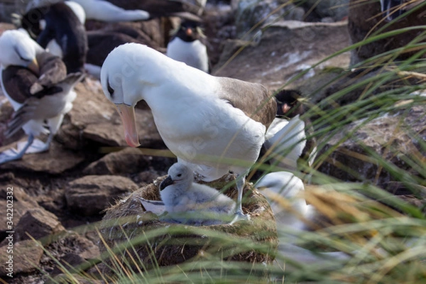 Obraz seagull with chick
