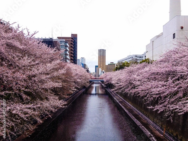Fototapeta Sakura along the Meguro River