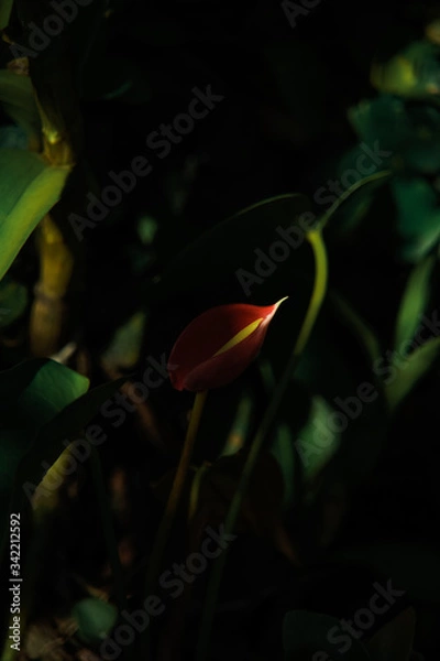 Obraz red tulip on green background