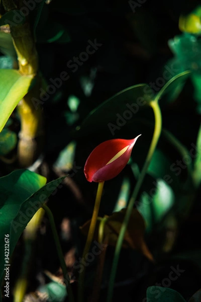 Obraz red tulip on green background