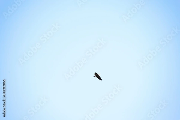 Obraz bird in the sky