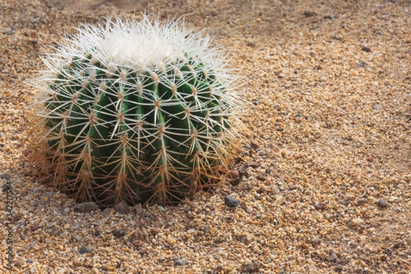 Fototapeta A lone cactus (Echinocactus grusonii) on the sand The building is a greenhouse. It has green stems and long spiky, densely distributed.