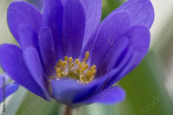 Obraz Bałkański Windsurfing