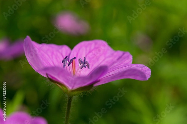 Obraz Storchschnabel