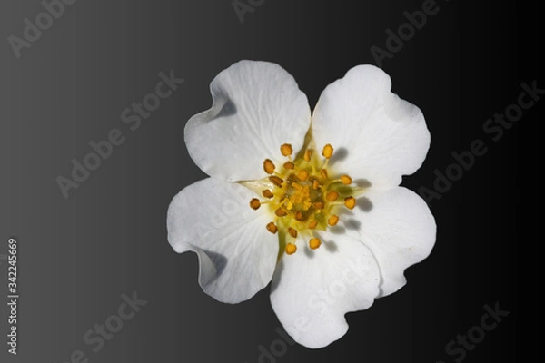 Obraz white flower on black background