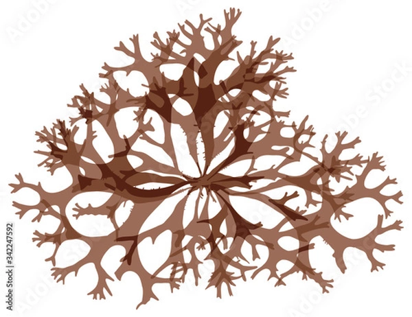 Obraz This is a red algae in the sea.