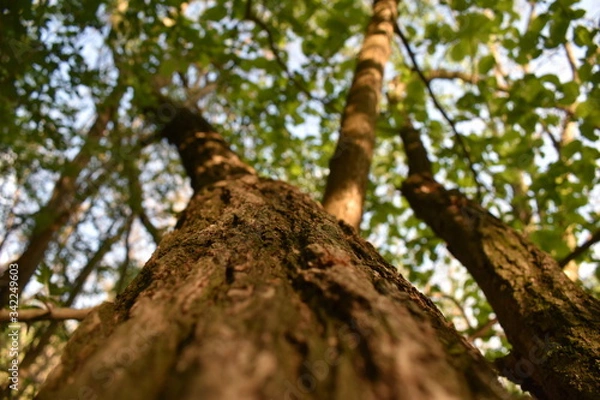 Fototapeta tree in the woods