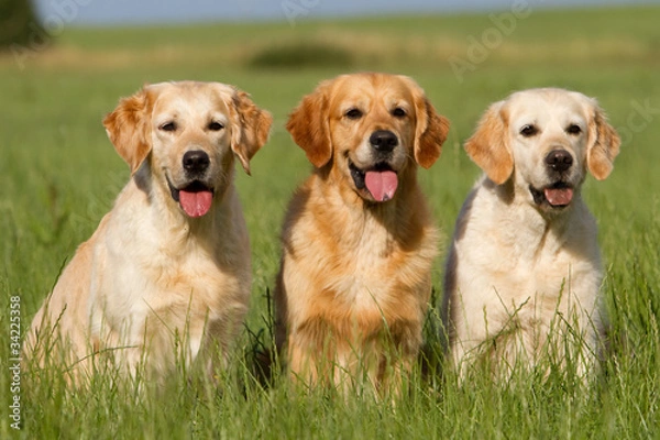 Obraz Golden Retriever