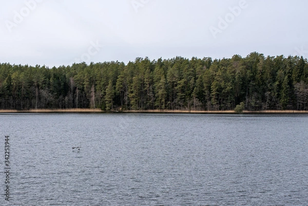 Fototapeta Quiet lake in the forest with a pier, in cloudy weather.