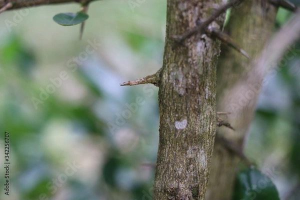 Obraz long and sharp thorns or prickles protecting a lemon tree 