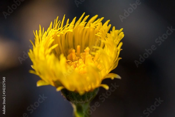 Obraz Yellow flower on dark background, close up, background