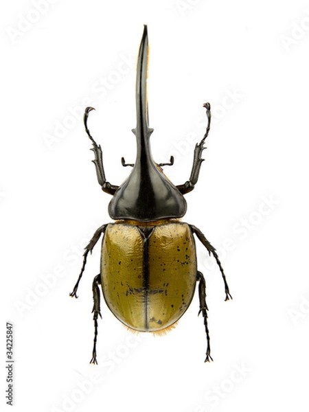 Obraz Dynastes hercules