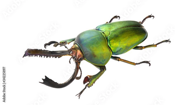 Obraz Lamprima adolphinae