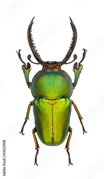 Obraz Lamprima adolphinae