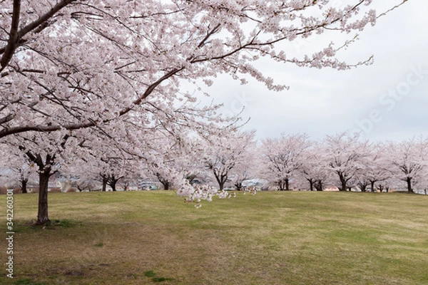 Fototapeta cherry tree in bloom