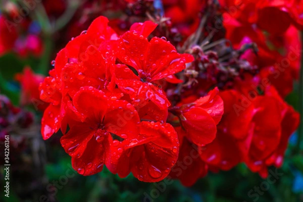 Fototapeta Pink geraniums in garden in spring - spring flower, out of focus.
