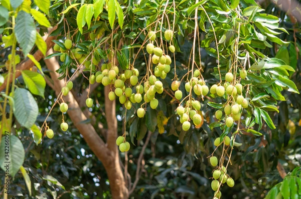 Fototapeta Picture of green unripe lychee hanging from a tree