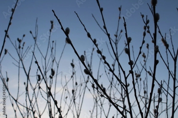 Obraz willow trees in the evening