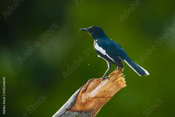 Obraz Oriental magpie-robin