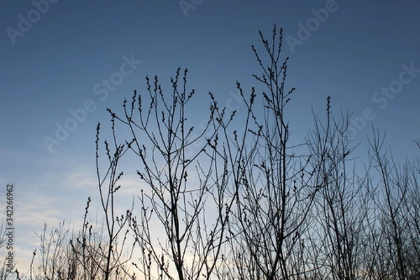 Obraz willow trees in the evening