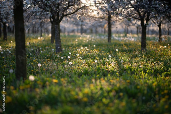 Obraz Kirschplantage