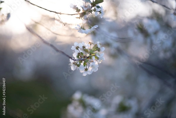 Obraz Kirschplantage