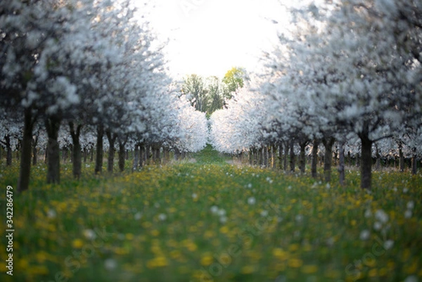 Obraz Kirschplantage