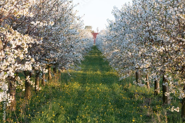 Obraz Kirschplantage