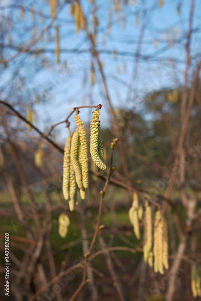 Obraz Corylus avellana