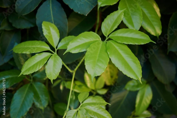Obraz Tetrastigma voinierianum