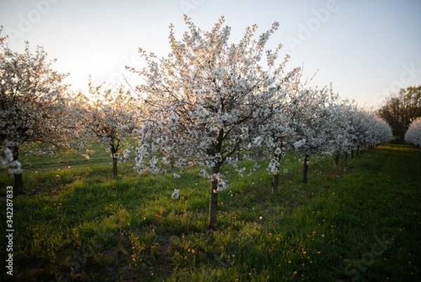 Obraz Kirschplantage