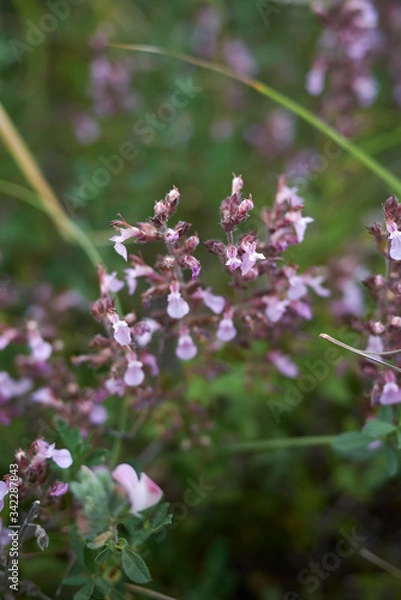 Obraz Teucrium chamaedrys