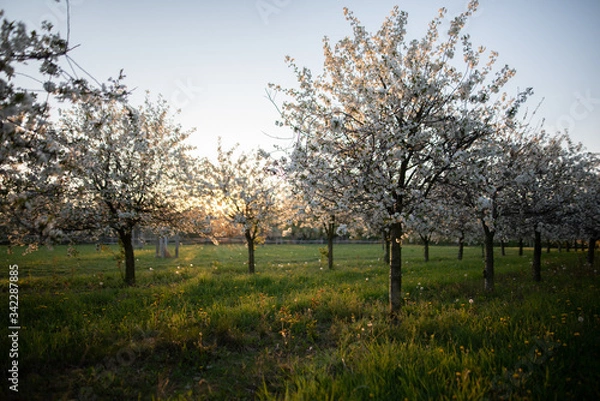 Obraz Kirschplantage