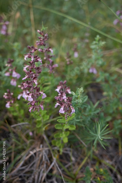 Obraz Teucrium chamaedrys