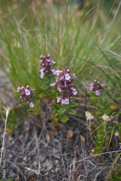 Obraz Teucrium chamaedrys