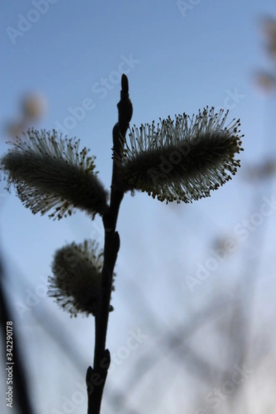 Obraz willow blossom