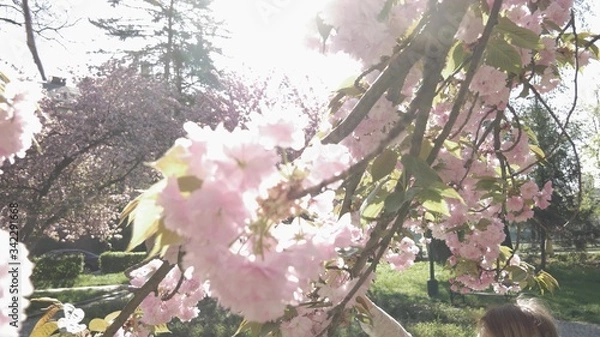 Fototapeta Sakura blossomed. Young mother with her child have fun in the park near the sakura. Spring morning. They look at each other