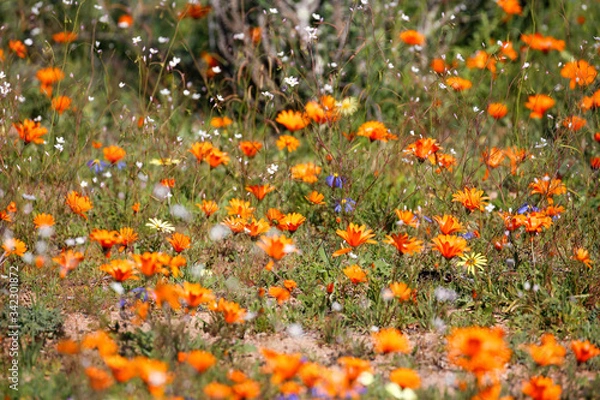 Obraz namaqualand daisies