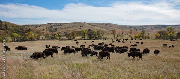 Obraz Bison in Cluster State park