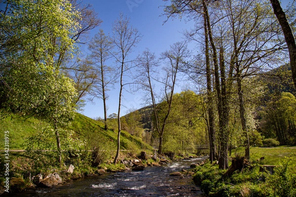 Obraz In the black forest