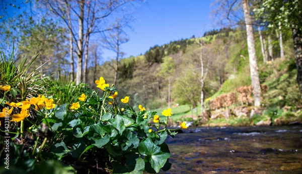 Obraz In the black forest