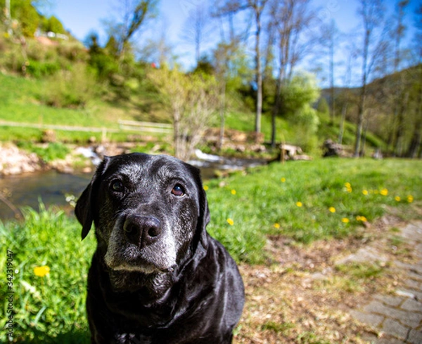 Obraz Old Labrador