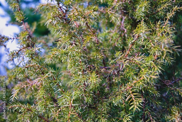 Fototapeta Green Juniper branches on a blurry background close-up.