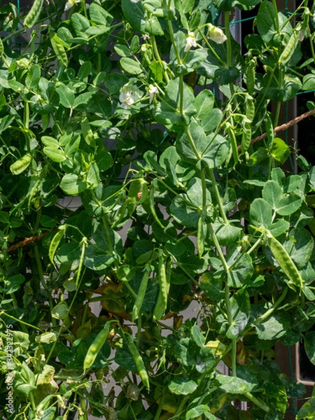 Fototapeta スナップエンドウ　家庭菜園