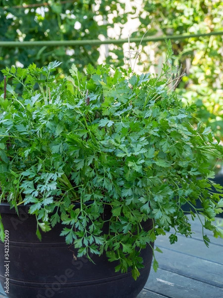 Fototapeta 家庭菜園　イタリアンパセリ