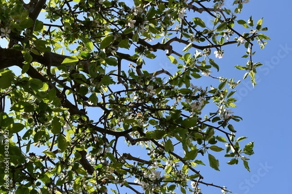 Fototapeta apple tree branch with leaves