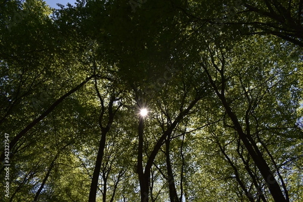 Fototapeta sun shining through trees