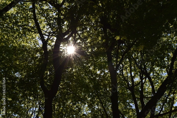 Fototapeta sun through trees